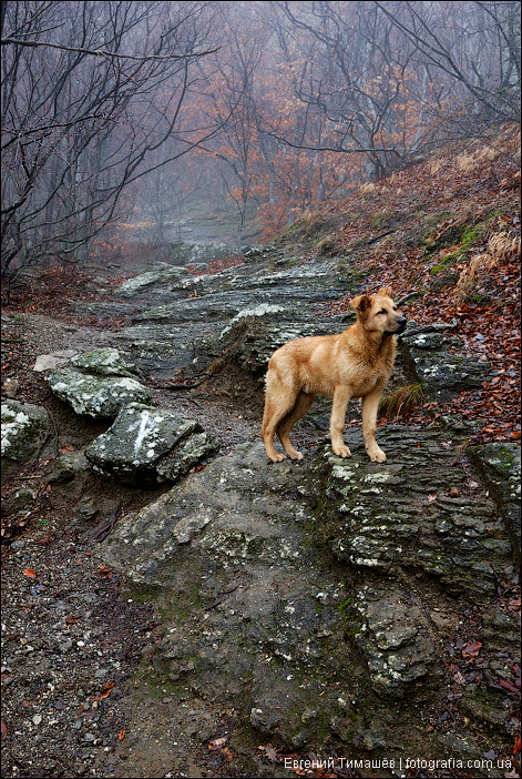 Собака в туманном лесу