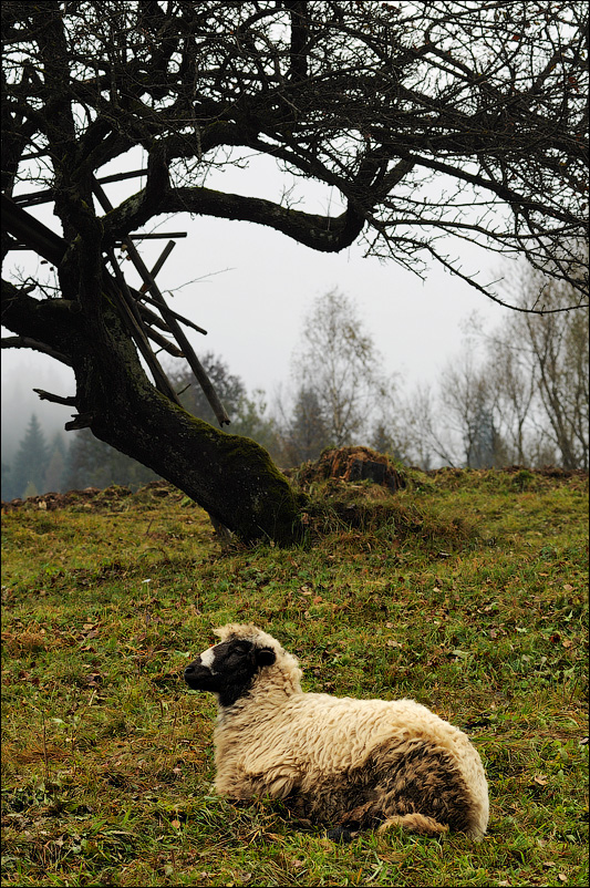 Овца в тумане, Карпаты