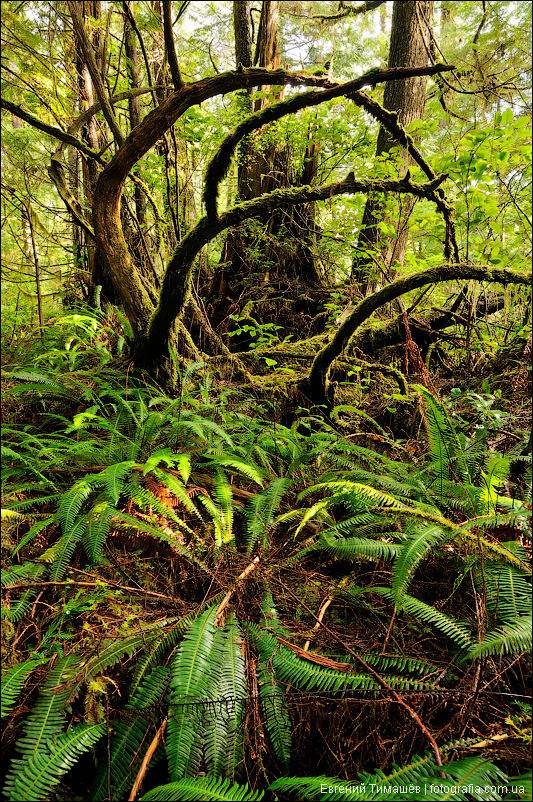 Лес на острове Ванкувер, Канада